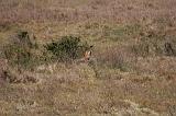 TANZANIA - Serengeti National Park - 028